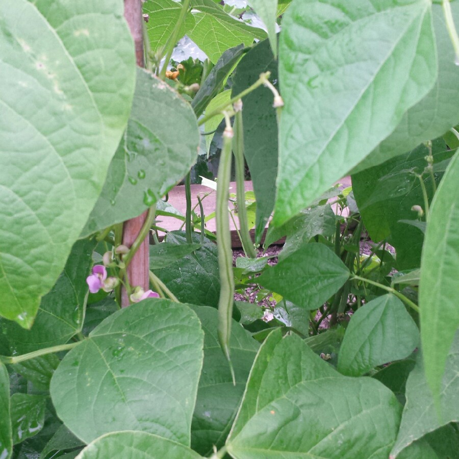 French Bean 'Cobra'