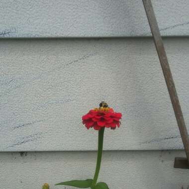 Zinnia