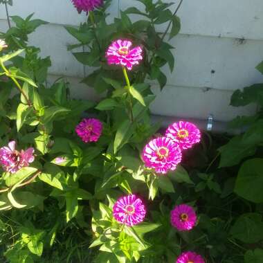 Zinnia