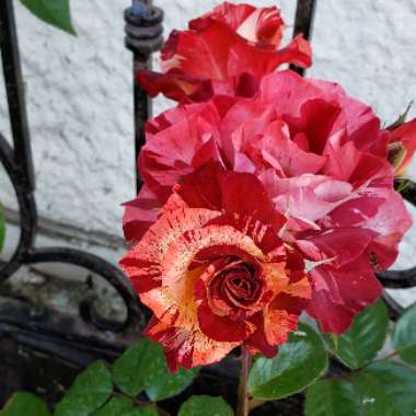 Rose 'Tropical Lightning' (Climbing)