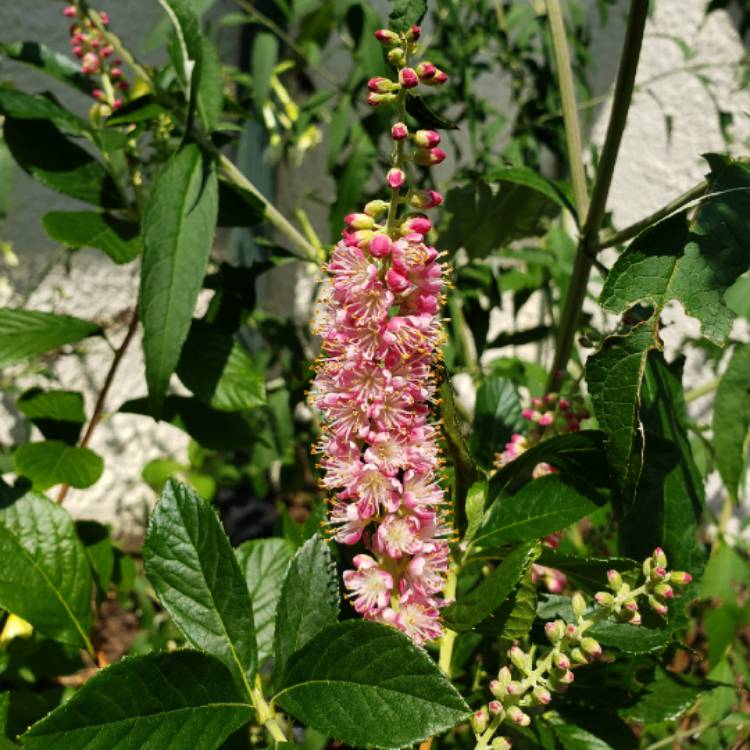 Plant image Clethra alnifolia 'Ruby Spice'