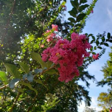 Crepe Myrtle