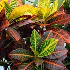 Garden croton