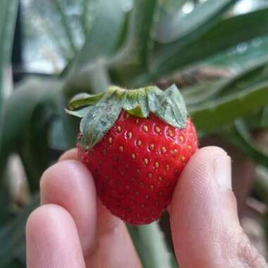 Woodland Strawberry