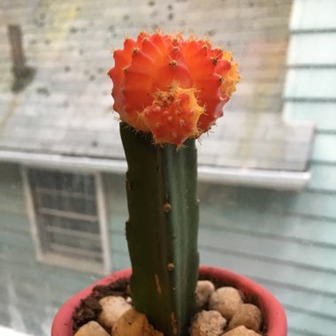 Moon Cactus (Graft)