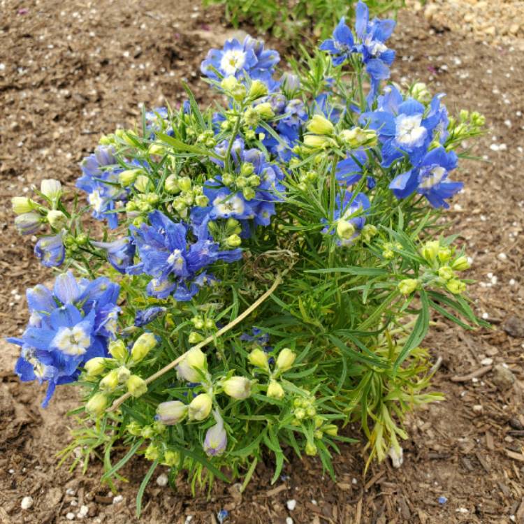 Plant image Delphinium