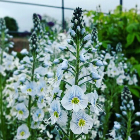 Plant image Veronica gentianoides