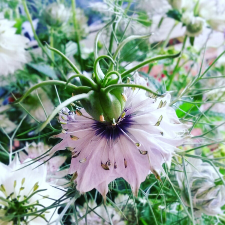 Plant image Nigella damascena 'Miss Jekyll'