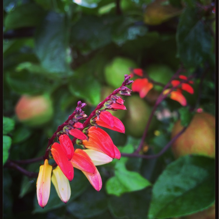 Plant image Ipomoea lobata syn. Ipomoea versicolor, Mina lobata