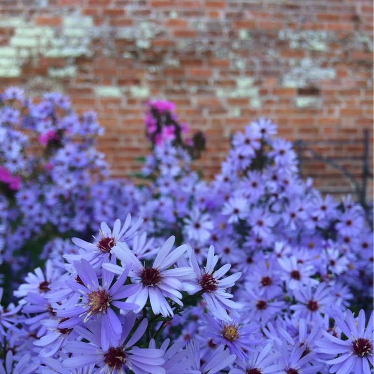 Plant image Symphyotrichum cordifolium 'Little Carlow'