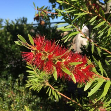 Crimson Bottlebrush