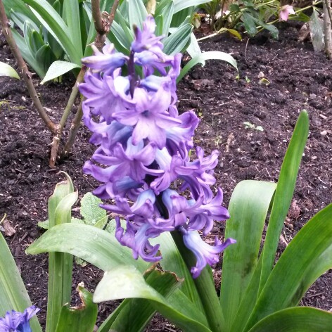 Plant image Hyacinthus orientalis 'Ostara'