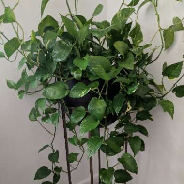 Epipremnum aureum  syn. Epipremnum pinnatum 'Aureum', Scindapsus aureus, Pothos aureus, Rhaphidophora aurea