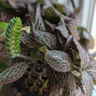 Fittonia argyroneura syn. Fittonia verschaffeltii