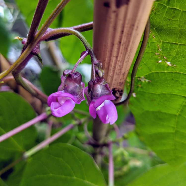 Plant image Phaseolus vulgaris 'Blue Coco'