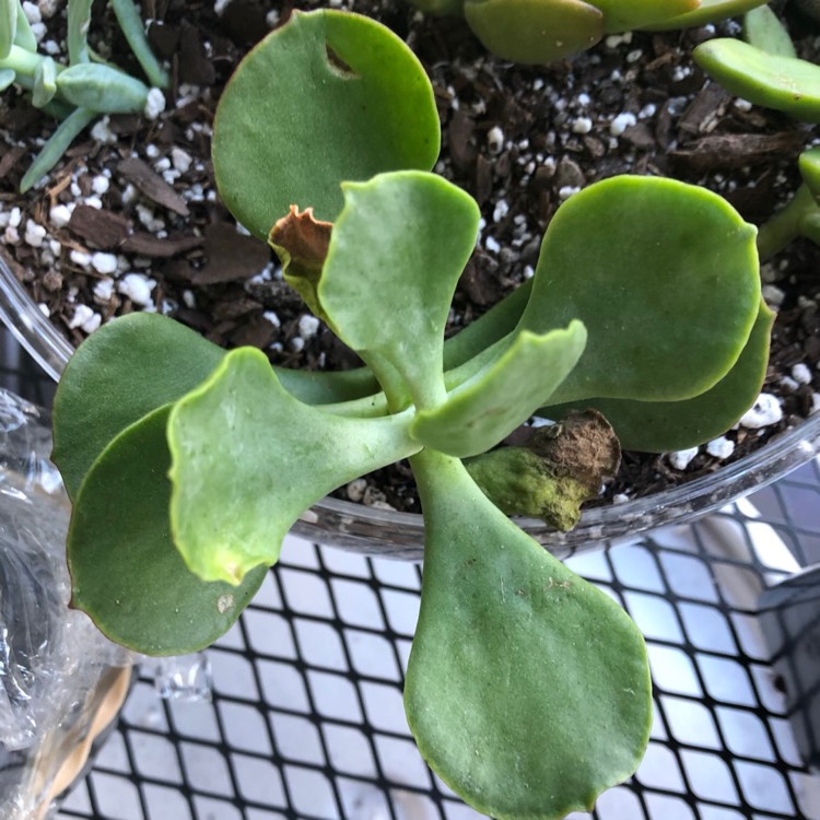 Plant image Cotyledon Hybrid 'Mint Truffles'