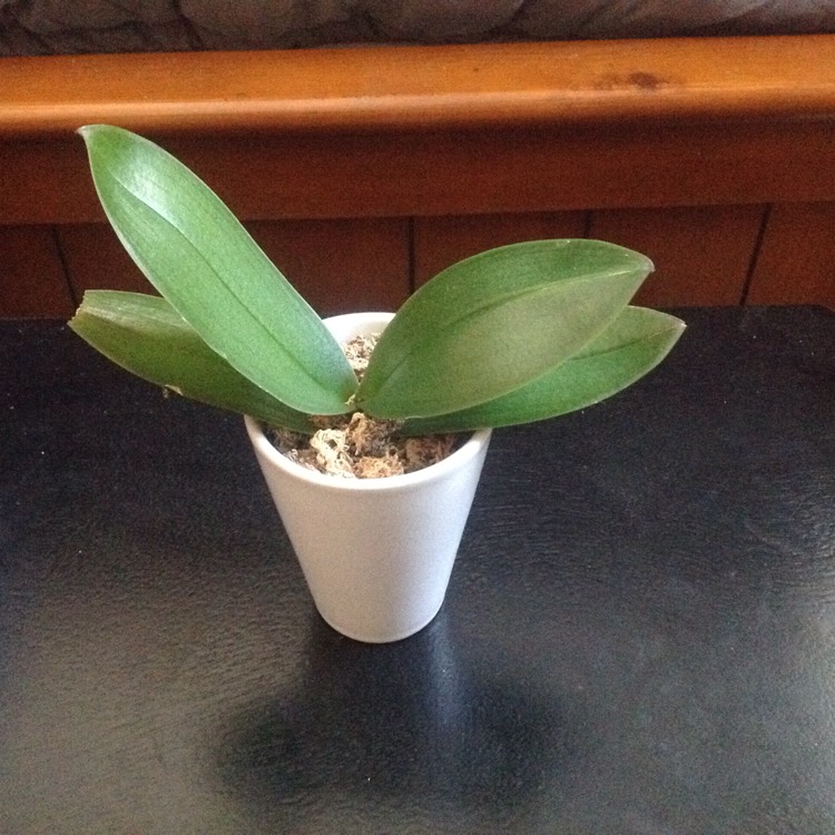 Plant image Phalaenopsis schilleriana