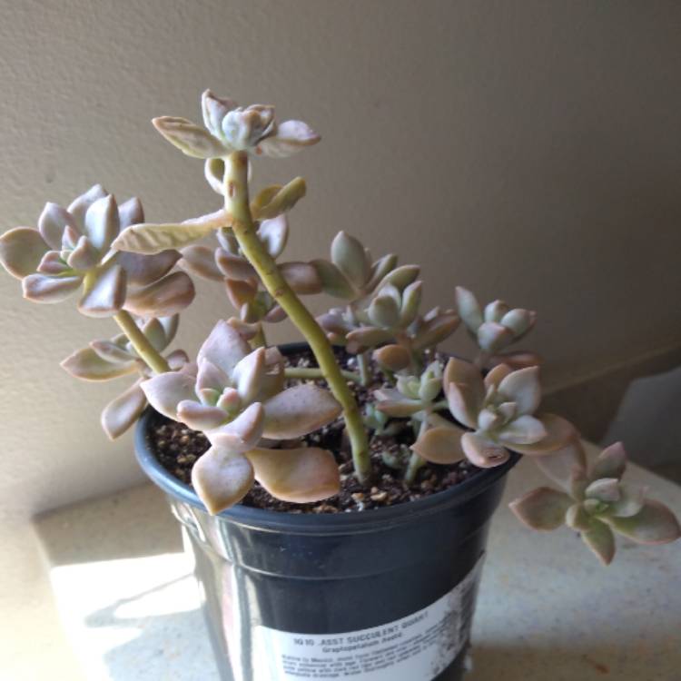 Plant image Graptopetalum Mirinae Variegata