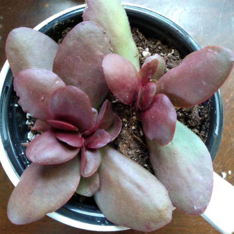 Plant image Crassula Platyphylla