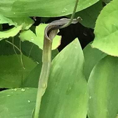 Arisaema concinnum