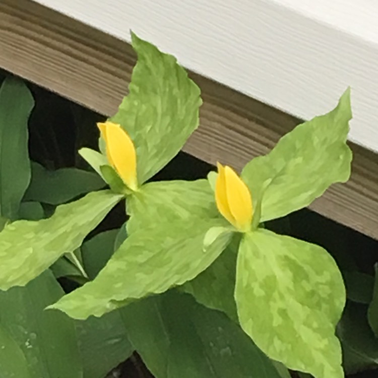 Plant image Trillium