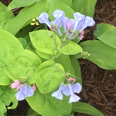 Mertensia virginica syn. Mertensia pulmonarioides