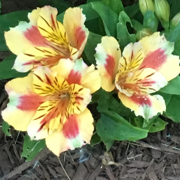 Plant image Alstroemeria 'Staprisara' (Princess Series) syn. Alstroemeria 'Princess Sara', Alstroemeria 'Colorita Sara'