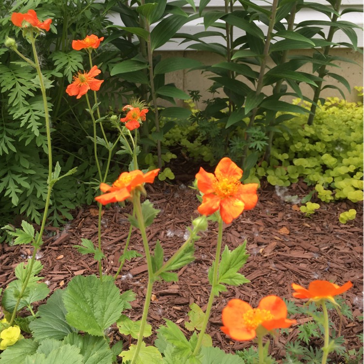 Plant image Geum Coccineum 'Cooky'