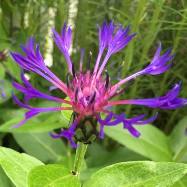 Centaurea montana