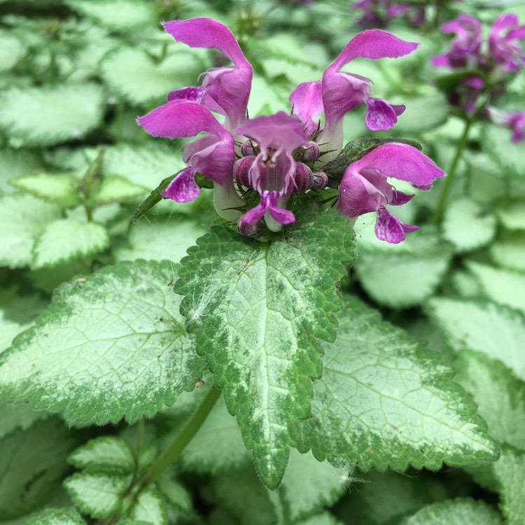 Plant image Lamium 'Maculatum' Beacon Silver'