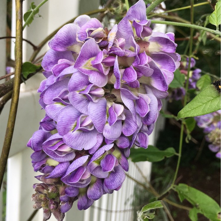 Plant image Wisteria frutescens 'Amethyst Falls'