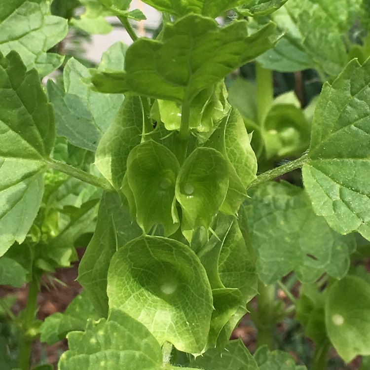 Plant image Moluccella laevis