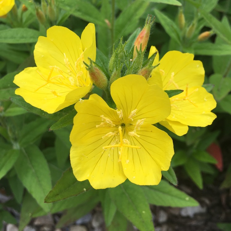 Plant image Oenothera Fruticosa 'Sundrops'