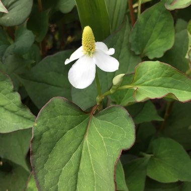 Houttuynia cordata