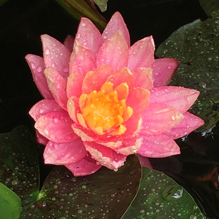 Plant image Nymphaea 'Wanvisa'