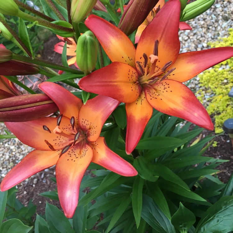 Plant image Lilium 'Royal Sunset'