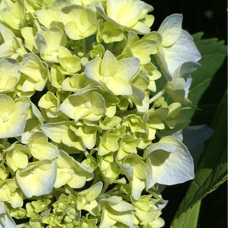 Plant image Hydrangea macrophylla 'Nikko Blue'