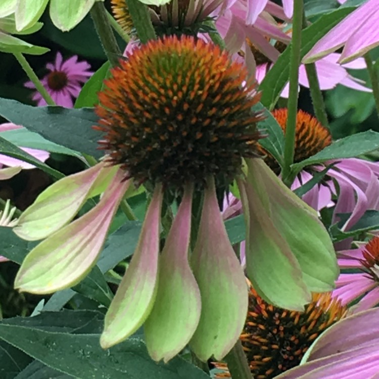 Plant image Echinacea 'Green Envy' syn. Echinacea purpurea 'Green Envy'