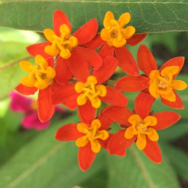 Tropical Milkweed