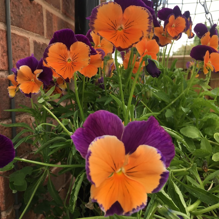 Plant image Viola x wittrockiana 'Jolly Joker'