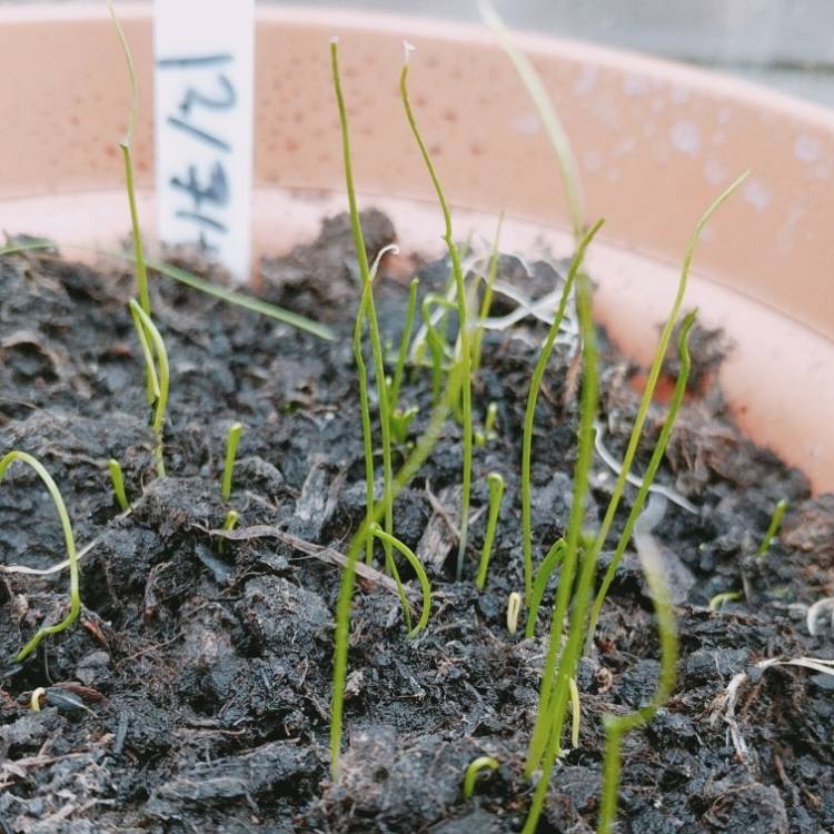 Plant image Allium schoenoprasum 'Forescate'