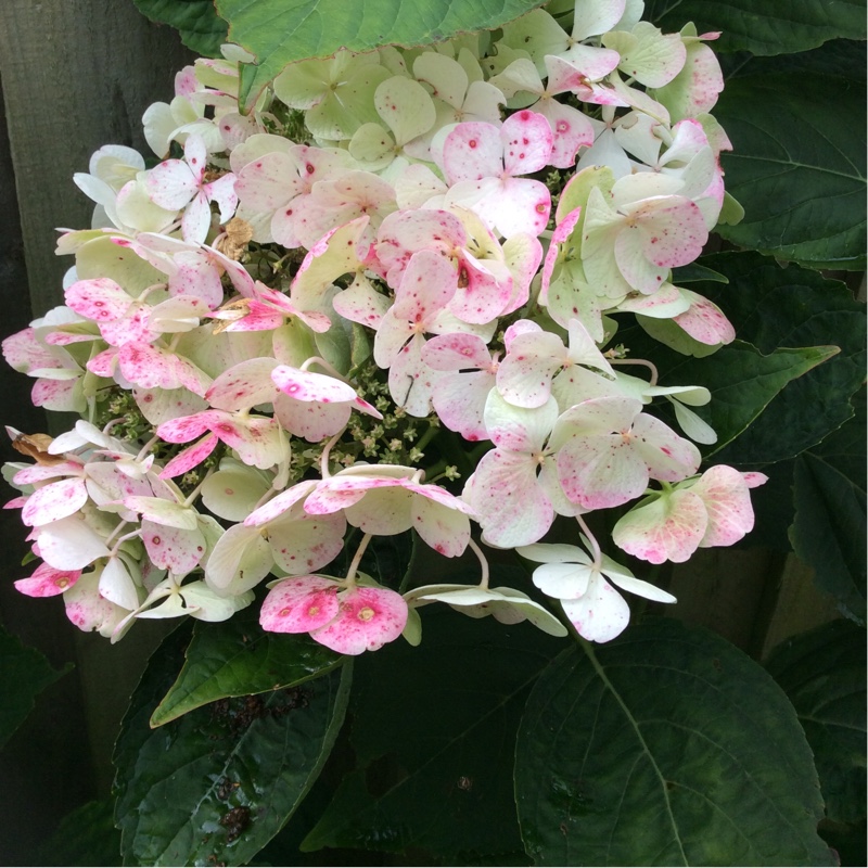 Hydrangea 'Altona'