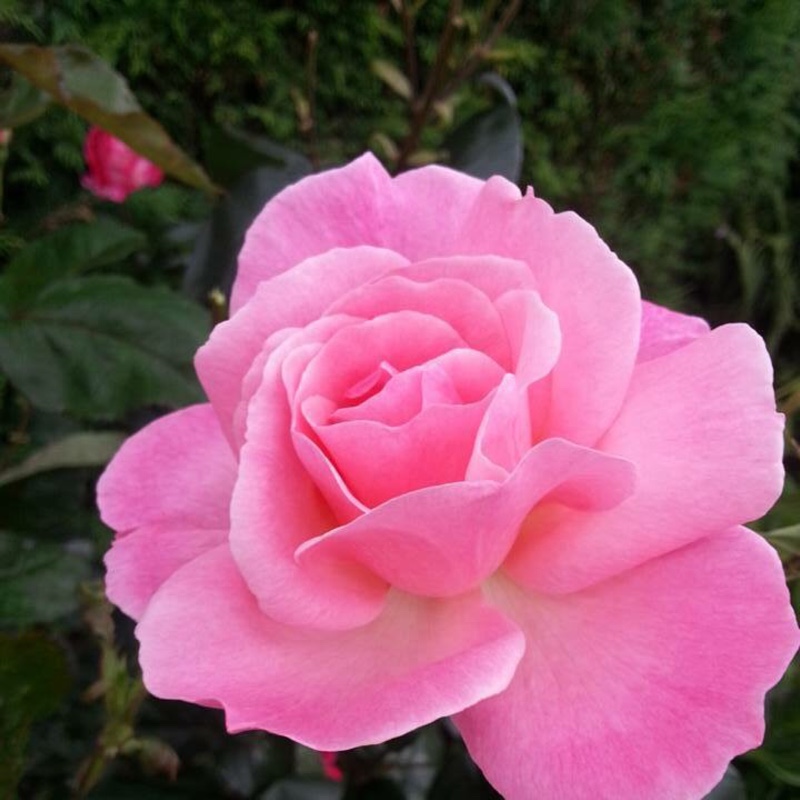 Rose 'The Prince's Trust Harholding'