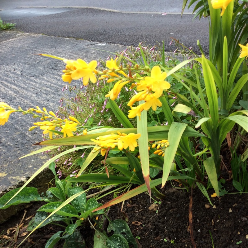 Montbretia 'Lucifer'