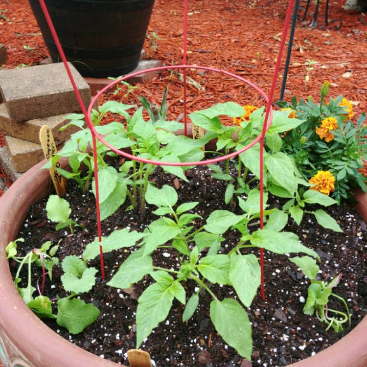 Plant image Solanum lycopersicum 'Red Brandywine'