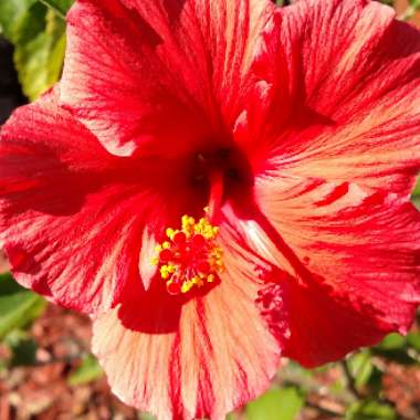 Rose Mallow