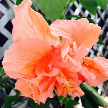 Tropical Hibiscus 'Apricot Brandy'