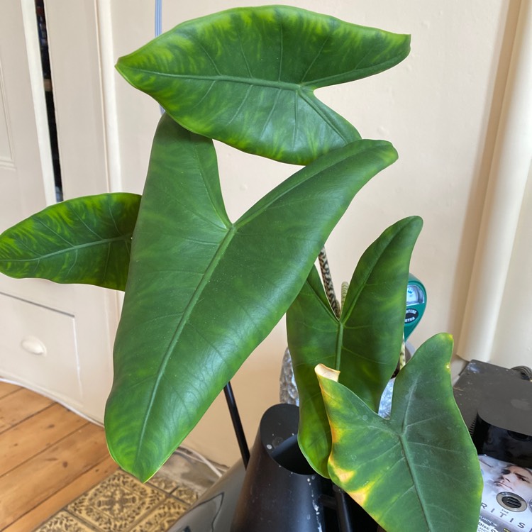 Plant image Alocasia Zebrina