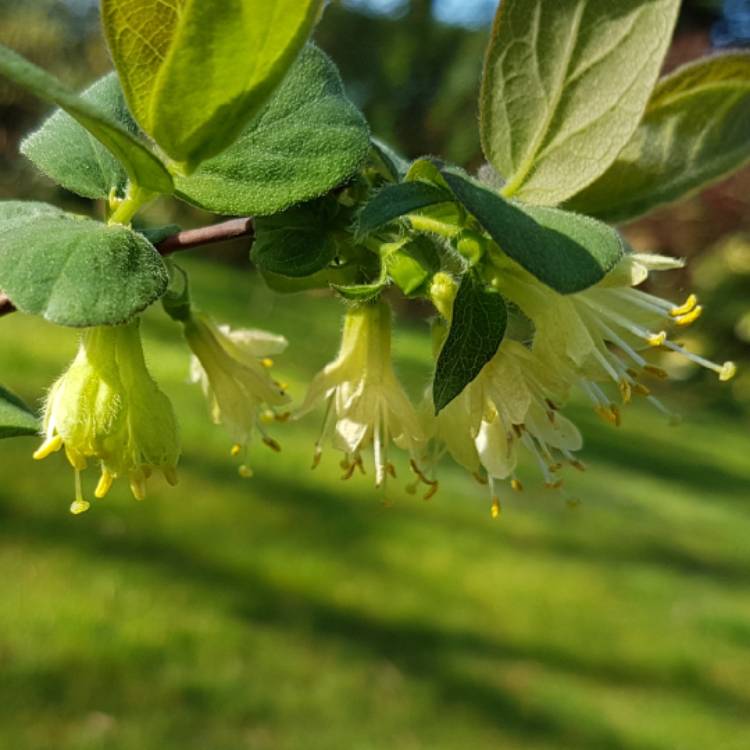 Plant image Lonicera caerulea var. kamtschatica