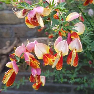 Cytisus